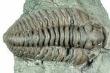 Prone Flexicalymene Trilobite - Indiana #325798-1